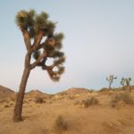 ジョシュアツリー国立公園の魅力について紹介