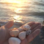 フロリダ州にある世界三大シェルビーチを堪能