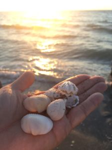 フロリダ州にある世界三大シェルビーチを堪能