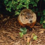 春はもうすぐ！？　今年のグランドホッグデーの結果は！？