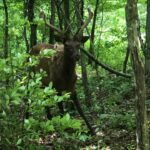 英語ができなくても評価される駐在員の共通点