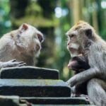 TOEIC420点だった私が、アメリカ駐在中にリスニング力を一気に伸ばせた理由